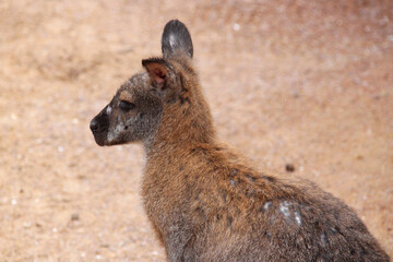 wallaby in a zoo in france