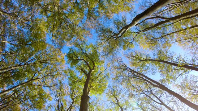 Treetops (beech trees) seen from forest floor. This video was captured in a beech forest in Larvik city Norway.