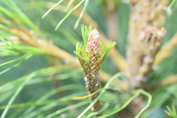 coniferous tree on the branches of a needle