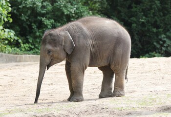 Young Asian Elephant - Germany