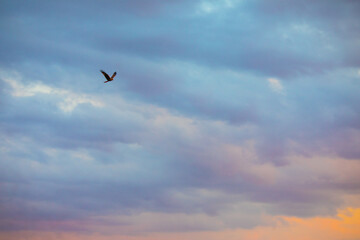 Fototapeta na wymiar Vogel am Himmel am Abend