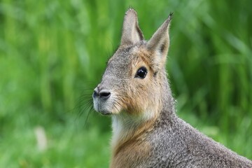 Mara is watching you