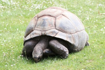Old big Turtle is feeding