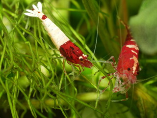 Extrem schöne wertvolle rote Caridina Garnelen in aufgesalzenem Osmosewasser im Aquarium   