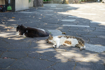 木陰で昼寝をする二匹の野良猫