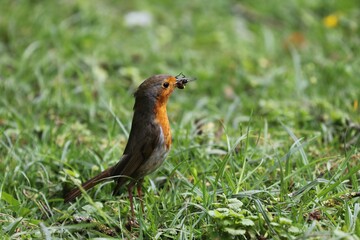 Robin Bird with insects in the beak
