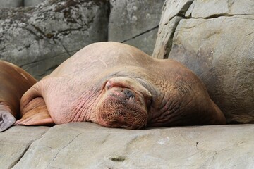 Beautiful sleeping Walrus in the Sun - Germany