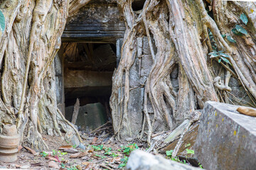 Ruins Ta Prohm temple and Banyan Tree Roots, Angkor Wat complex, Siem Reap, Cambodia.