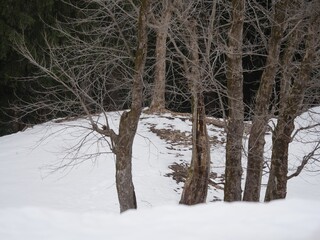 Fototapeta premium Bare trees in winter with snow covering the ground.