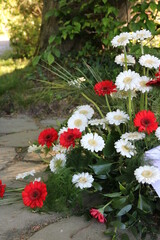 Gesteck mit rot weißen Gerberas nach Beerdigung auf dem Friedhof 