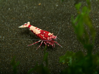 Extrem schöne wertvolle rote Caridina Garnelen in aufgesalzenem Osmosewasser im Aquarium   