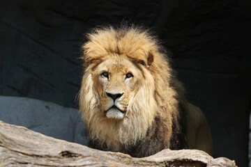 Naklejka premium Beautiful Lion King is watching you