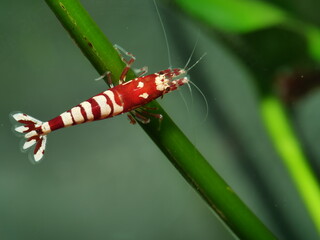 Extrem schöne wertvolle rote Caridina Garnelen in aufgesalzenem Osmosewasser im Aquarium 