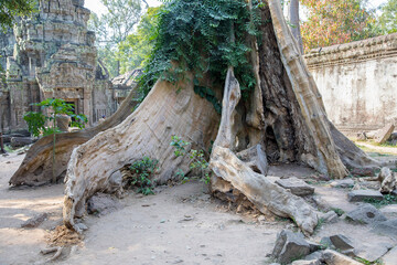 Ruins Ta Prohm temple and Banyan Tree Roots, Angkor Wat complex, Siem Reap, Cambodia.
