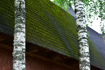 moss on the roof and two birches
