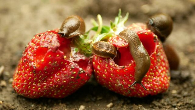 Spanish slug Arion vulgaris snail parasitizes on strawberry moves garden field, eating ripe fruit plant crops, moving invasive brownish dangerous pest agriculture, farming farm, poison pesticides