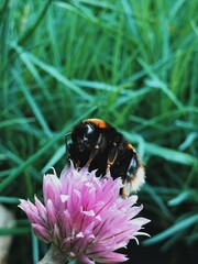 bumblebee on a flower