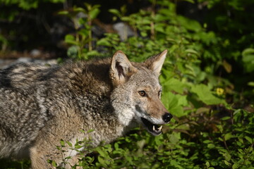 Naklejka na ściany i meble Coyote in woods