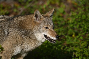 Naklejka na ściany i meble Coyote showing teeth