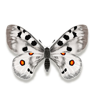 Butterfly white and grey named Parnassius apollo carpathicus isolated on white