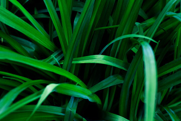 Deep green screw pine leaves shot close-up. The photo of the home jungle was made for your design.