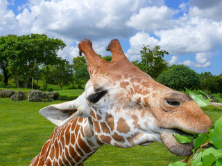 Giraffe eating leaves