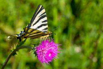 Mariposa chupaleches (Iphiclides podalirius) ,  comiendo néctar del cardo.