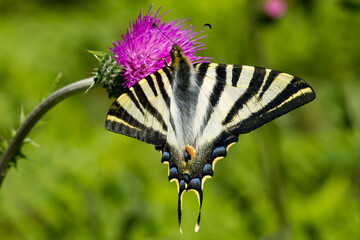 Iphiclides podalirius, Mariposa chupa leche sobre el cardo lila sobre fondo verde.