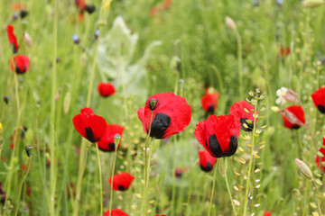 Obraz premium Field and valley of poppy flower, poppy flower head macro and close-up photo, red and green color background.