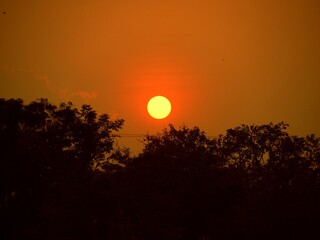 Fototapeta premium Full round sunset rising above the treetops