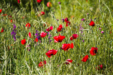 Field and valley of poppy flower, poppy flower head macro and close-up photo, red and green color background.