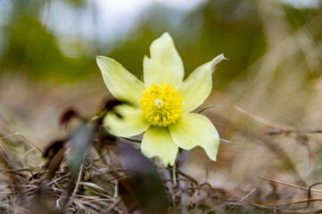 flowers dream-grass (snowdrop) close-up