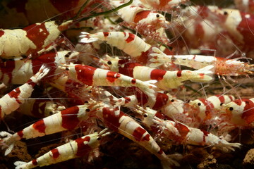 Extrem schöne wertvolle rote Caridina Garnelen in aufgesalzenem Osmosewasser im Aquarium 