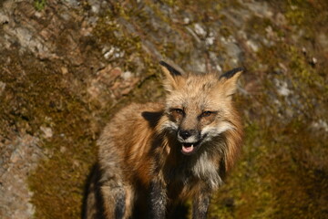 red fox vulpes