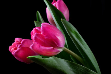 Three pink tulips against the black background