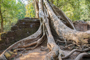 Ruins Ta Prohm temple and Banyan Tree Roots, Angkor Wat complex, Siem Reap, Cambodia.