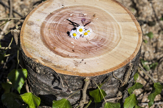 Tronco di albero e margherite