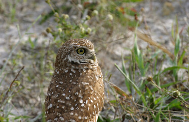 Burrowing Owl in Florida Field	