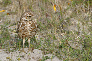 Burrowing Owl in Florida Field	