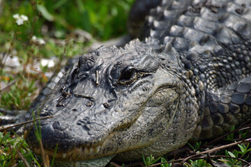 American Alligator in Ding Darling National Wildlife Refuge