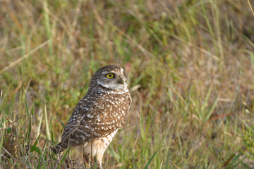 Burrowing Owl in Florida Field	