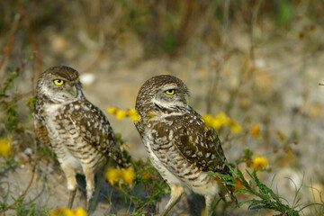 Burrowing Owl in Florida Field	