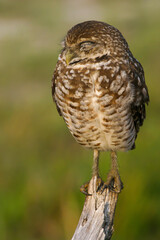Burrowing Owl in Florida Field	