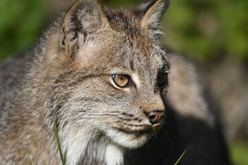 portrait of a lynx