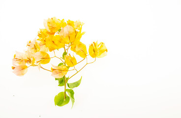 Yellow bougainvillea