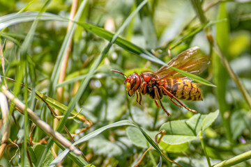 Frelon commun (Côtes d'Armor)