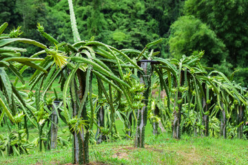 A pitaya or pitahaya is the fruit, red pitaya in the wood