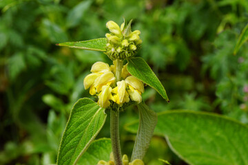 Yellow flowering Turkish sage (Phlomis russeliana) of the mint family Lamiaceae. In a Dutch garden. Late spring. June 5.