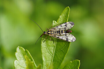 Male scorpionfly Panorpa vulgaris of the family scorpionflies (Panorpidae) on a leaf. Late spring in a Dutch garden. July 10.