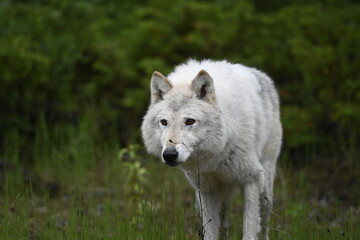 Obraz premium gray wolf canis lupus arctos